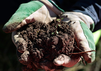 Torvlapp med planter